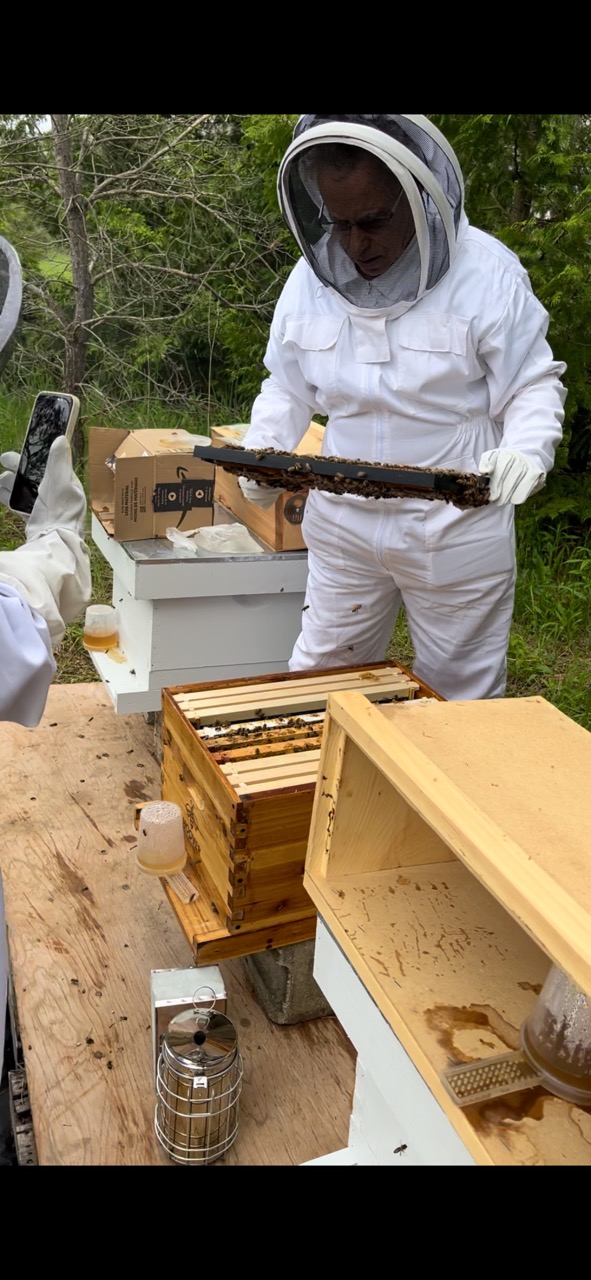 Pulling a frame of bees